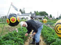 Bird-X Scare Eyes 3'lü Kuş Kovucu Balon 5574 m²