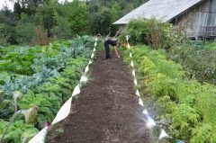 Bird-X Irri Tape Iritasyon Kuş Kovucu Bant 7,5 mt Rulo 250 m²