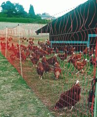 Tavuk Kümes Hayvanları İçin File Tipi Elektrikli Çit Sistemi Uzunluk 50 mt x Yükseklik 120 cm