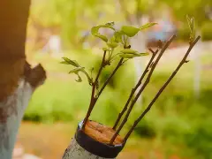 250 gr Aşı ve Budama Macunu – Bitki ve Ağaç Aşıları İçin Koruyucu Macun (1 adet)