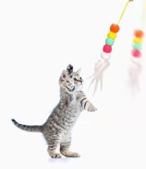 Elastik Kendinden Yapışkanlı Solucan Kedi Oltası