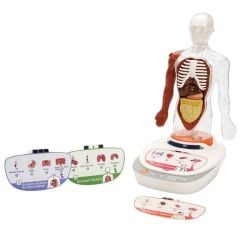 S00005280 BİLİM SET İNSAN VÜCUDU MODELİ 23PRÇ -SUN