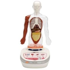 S00005280 BİLİM SET İNSAN VÜCUDU MODELİ 23PRÇ -SUN