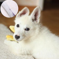 BUFFER® Parlak Metal Köpek Tarağı Renkli  Pet Köpek Pire Tımar Tarağı Köpek Tüyü Tarama