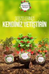 BUFFER® Konserve Bahçem Venüs Et Obur Bitki Yetiştirme Kiti